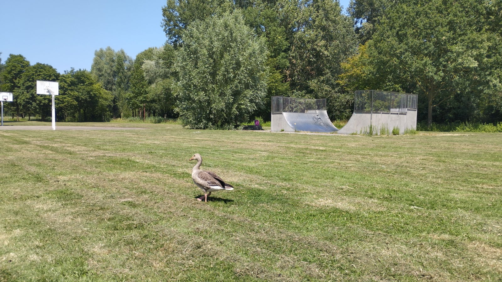 Oudegein Skatepark
